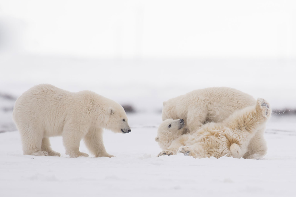 Alaska Polar Bear Tours