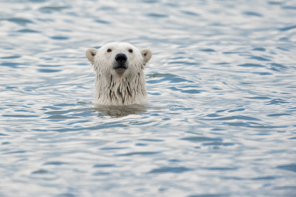 Alaska Polar Bear Tours