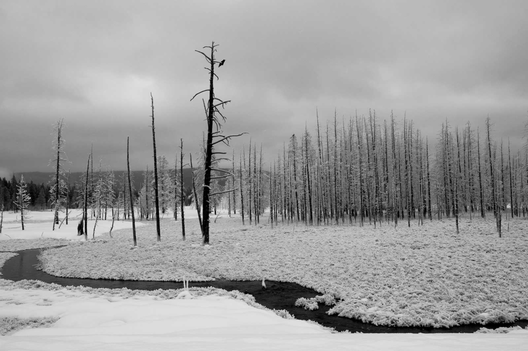 Yellowstone Winter Photography Tours