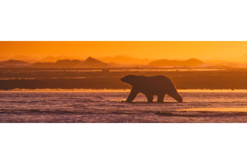 ALASKA POLAR BEARS
