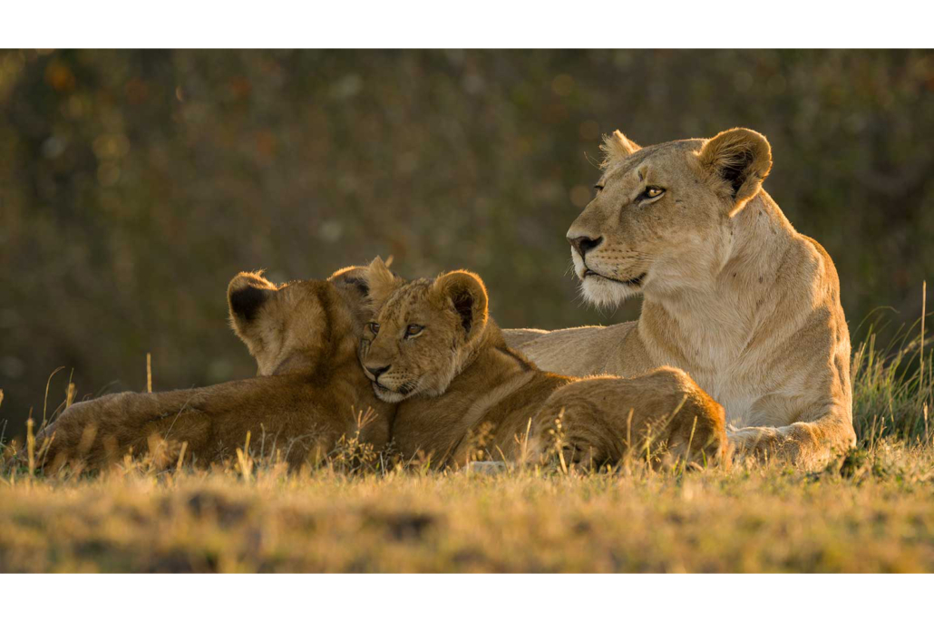 Lion Family - Sony for Wildlife Photography