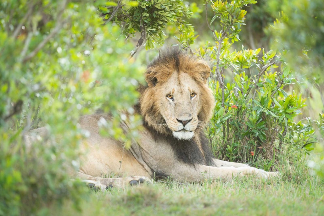 Male Lion - High ISO