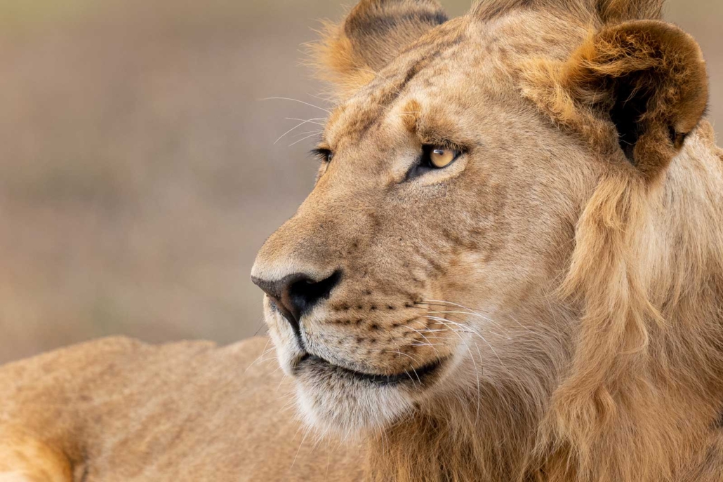 Wildlife Photo Tours - Male Lion
