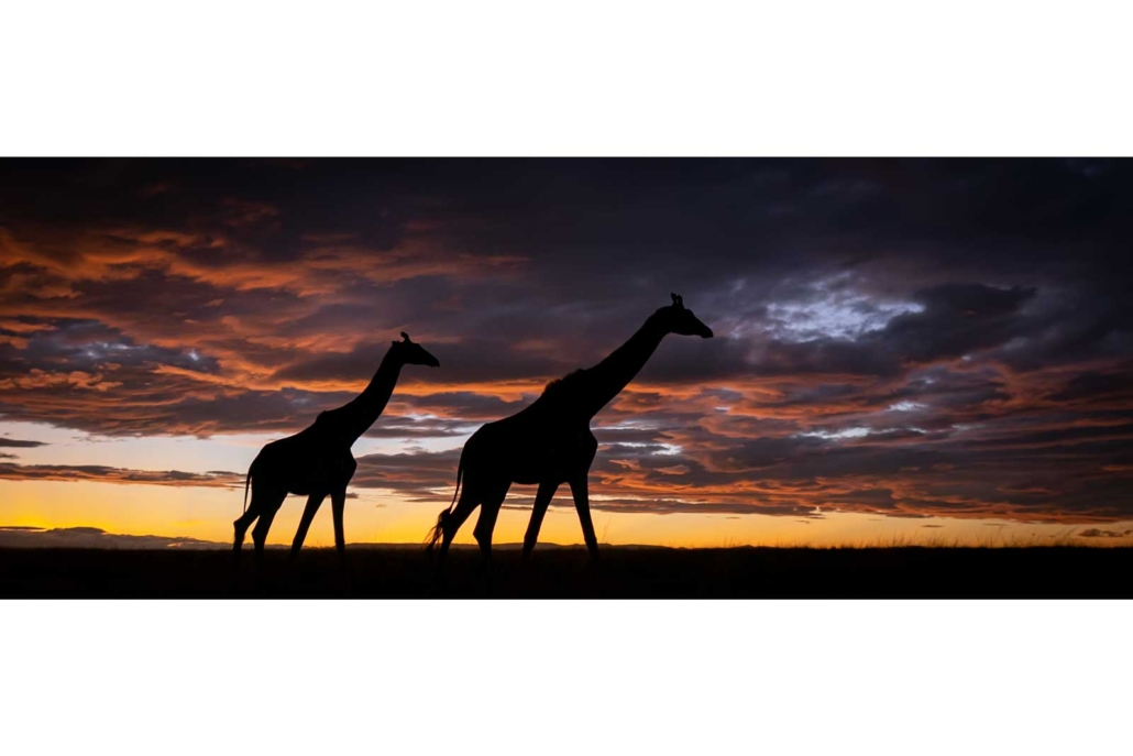 Masia Giraffes - Sony a7RIV Review for Wildlife Photographers